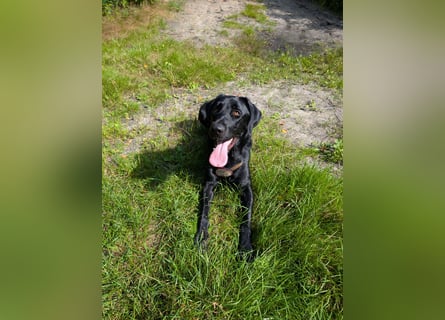 Deutsch Langhaar Schäferhund Mix