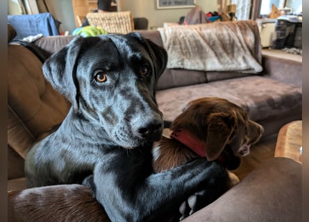 Deutsch Langhaar Schäferhund Mix