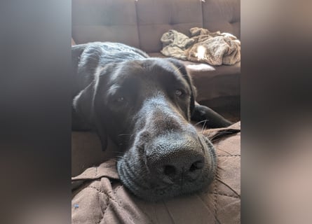 Deutsch Langhaar Schäferhund Mix