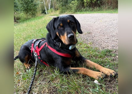 Hera – ein Goldschatz auf vier Pfoten sucht ihre Familie