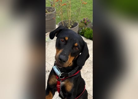 Hera – ein Goldschatz auf vier Pfoten sucht ihre Familie