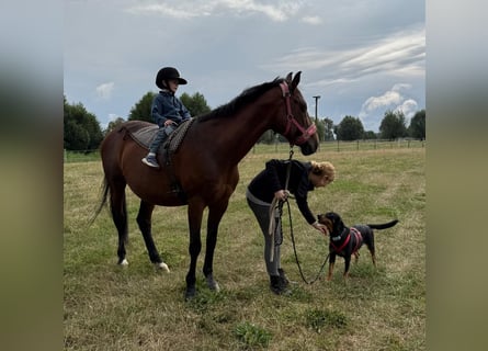 Hera – ein Goldschatz auf vier Pfoten sucht ihre Familie