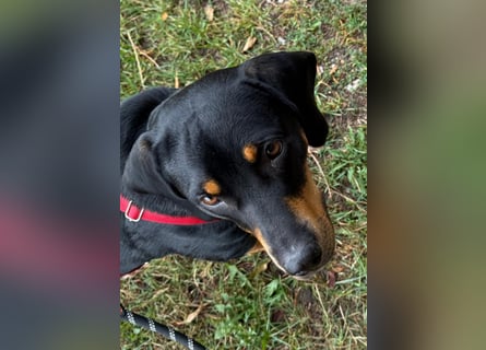 Hera – ein Goldschatz auf vier Pfoten sucht ihre Familie
