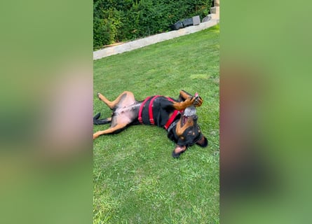 Hera – ein Goldschatz auf vier Pfoten sucht ihre Familie