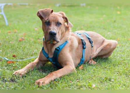 Cadillac - Power und Lebensfreude pur - Tierhilfe Franken e.V.