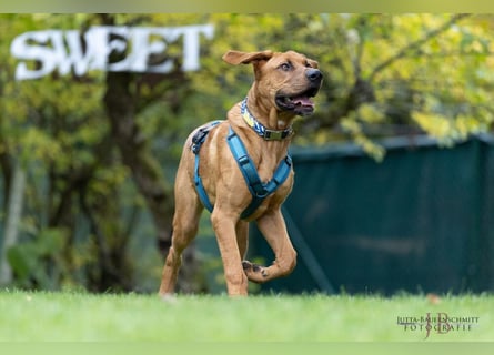 Cadillac - Power und Lebensfreude pur - Tierhilfe Franken e.V.
