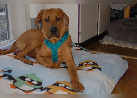 Cadillac - Power und Lebensfreude pur - Tierhilfe Franken e.V.