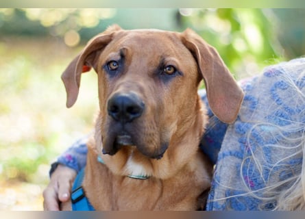 Cadillac - Power und Lebensfreude pur - Tierhilfe Franken e.V.