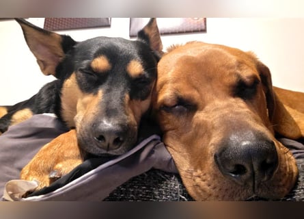 Cadillac - Power und Lebensfreude pur - Tierhilfe Franken e.V.