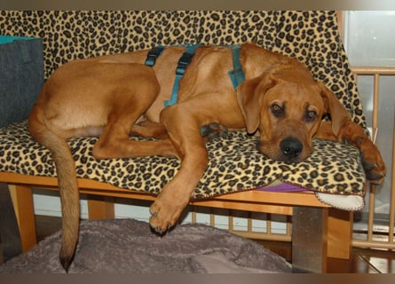 Cadillac - Power und Lebensfreude pur - Tierhilfe Franken e.V.