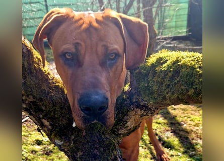 Cadillac - Power und Lebensfreude pur - Tierhilfe Franken e.V.