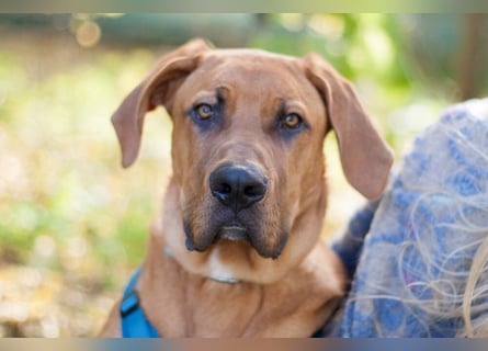 Cadillac - Power und Lebensfreude pur - Tierhilfe Franken e.V.