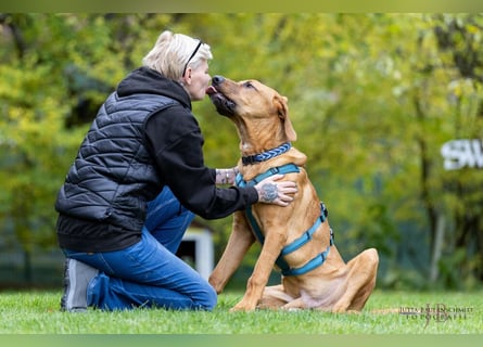 Cadillac - Power und Lebensfreude pur - Tierhilfe Franken e.V.