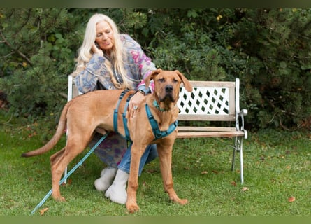 Cadillac - Power und Lebensfreude pur - Tierhilfe Franken e.V.