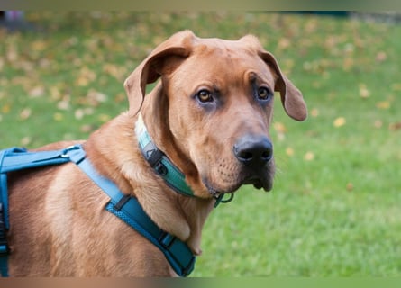 Cadillac - Power und Lebensfreude pur - Tierhilfe Franken e.V.