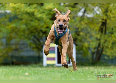 Cadillac - Power und Lebensfreude pur - Tierhilfe Franken e.V.