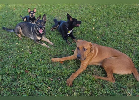 Cadillac - Power und Lebensfreude pur - Tierhilfe Franken e.V.