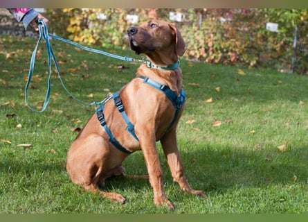 Cadillac - Power und Lebensfreude pur - Tierhilfe Franken e.V.