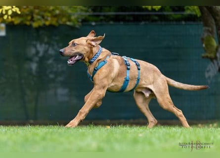 Cadillac - Power und Lebensfreude pur - Tierhilfe Franken e.V.
