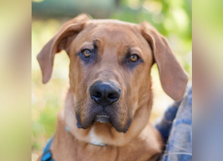 Cadillac - Power und Lebensfreude pur - Tierhilfe Franken e.V.