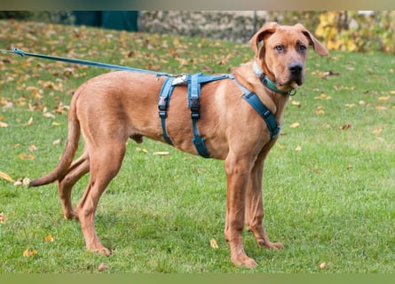 Cadillac - Power und Lebensfreude pur - Tierhilfe Franken e.V.