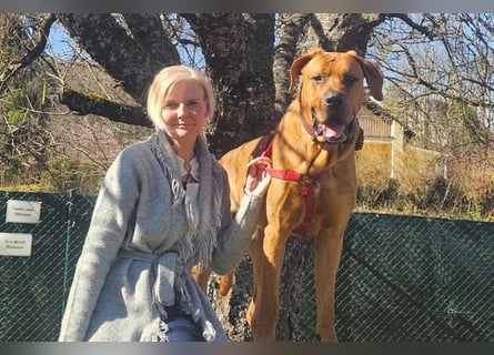 Cadillac - Power und Lebensfreude pur - Tierhilfe Franken e.V.