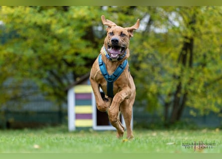 Cadillac - Power und Lebensfreude pur - Tierhilfe Franken e.V.