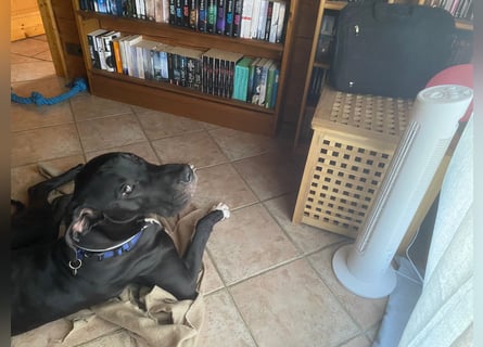 Unsere DD sucht ein neues Daheim