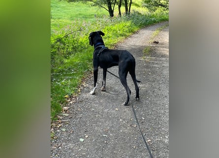 Unsere DD sucht ein neues Daheim