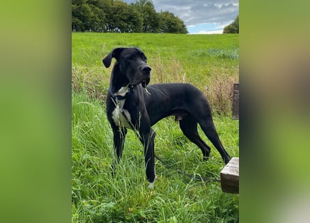 Unsere DD sucht ein neues Daheim