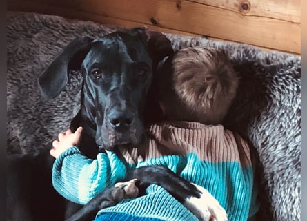 Unsere DD sucht ein neues Daheim