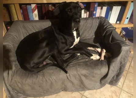 Unsere DD sucht ein neues Daheim