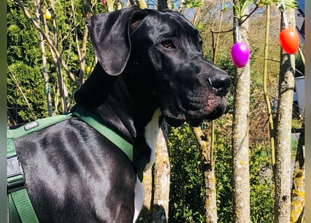 Unsere DD sucht ein neues Daheim