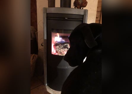 Unsere DD sucht ein neues Daheim