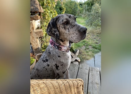 Tilda Deutsche Dogge