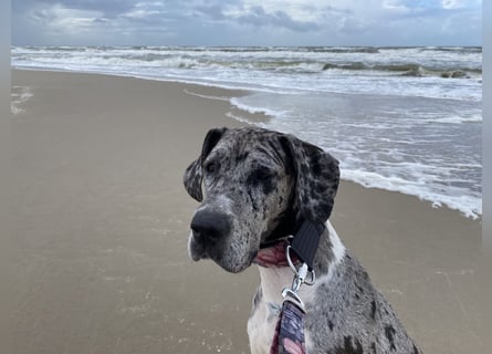 Tilda Deutsche Dogge