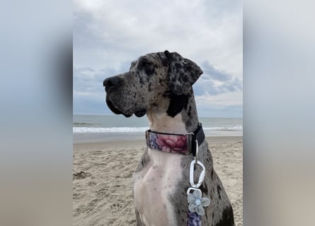 Tilda Deutsche Dogge