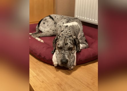 Tilda Deutsche Dogge