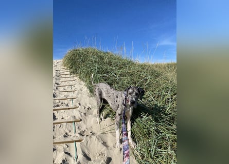 Tilda Deutsche Dogge