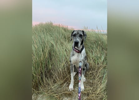 Tilda Deutsche Dogge