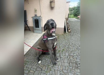 Deutsche Dogge