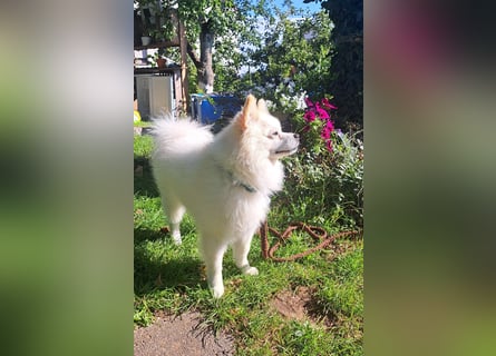 Deckrüde. Mitteispitz Weiß. Kein Verkauf!!