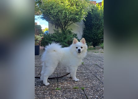 Deckrüde. Mitteispitz Weiß. Kein Verkauf!!