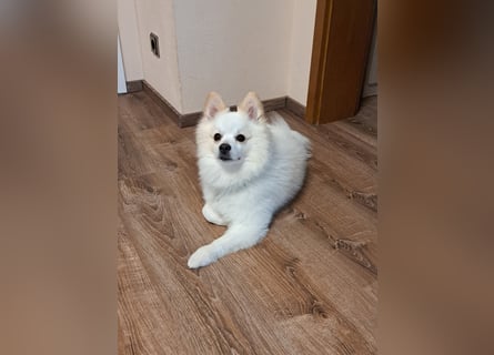 Deckrüde. Mitteispitz Weiß. Kein Verkauf!!