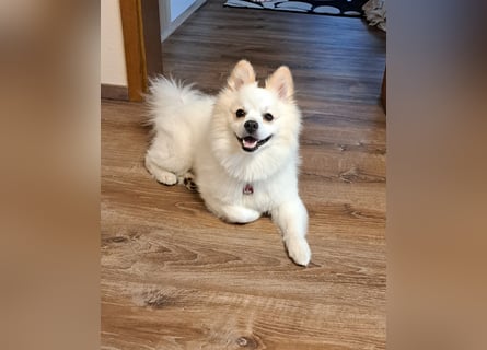 Deckrüde. Mitteispitz Weiß. Kein Verkauf!!