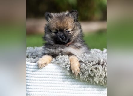 Kleinspitz-Hündin Dreamy – Orange Sable – VDH/FCI-Zucht