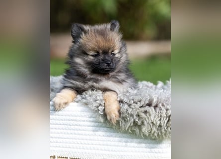 Kleinspitz-Hündin Dreamy – Orange Sable – VDH/FCI-Zucht
