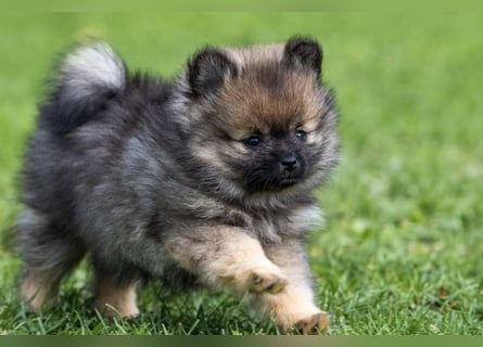 Kleinspitz-Hündin Dreamy – Orange Sable – VDH/FCI-Zucht