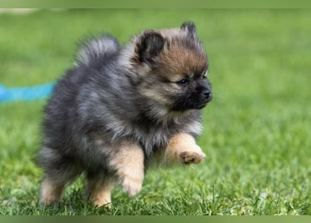 Kleinspitz-Hündin Dreamy – Orange Sable – VDH/FCI-Zucht