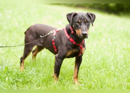 Chapi - quirliger, verschmuster Familienhund - Tierhilfe Franken e.V.